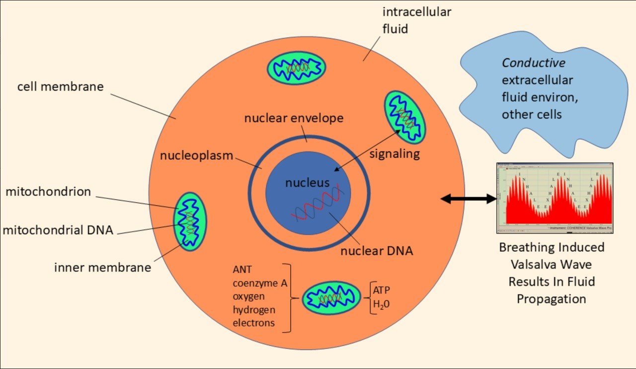 Cellular hydration diagram